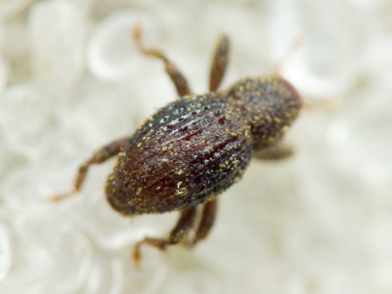 Acalles (Acalles) echinatus (Germar, 1824)